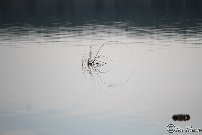 Đir uz Vransko jezero, Foto: Iva Perinić Đir uz Vransko jezero, Foto: Iva Perinić