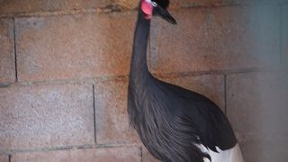 Zaton Obrovački: ZOO s egzotičnim i domaćim životinjama Zaton Obrovački: ZOO s egzotičnim i domaćim životinjama