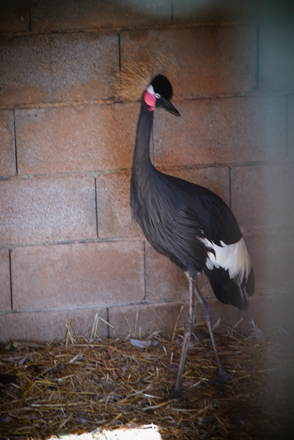 Zaton Obrovački: ZOO s egzotičnim i domaćim životinjama Zaton Obrovački: ZOO s egzotičnim i domaćim životinjama