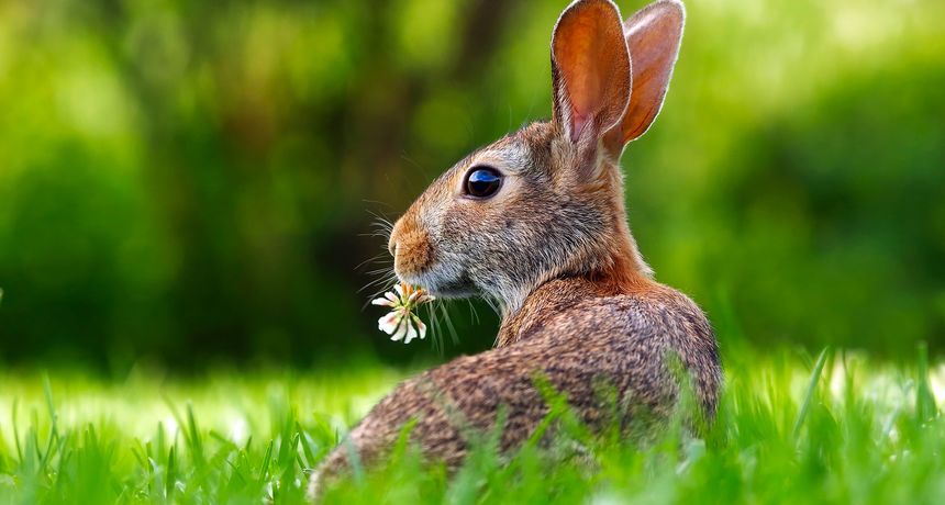 zec ilustracija zec ilustracija