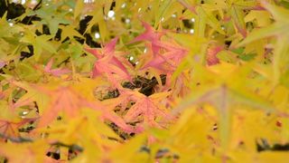 Prekrasne boje bjelovarske jeseni, Photo: Damir Špehar/PIXSELL