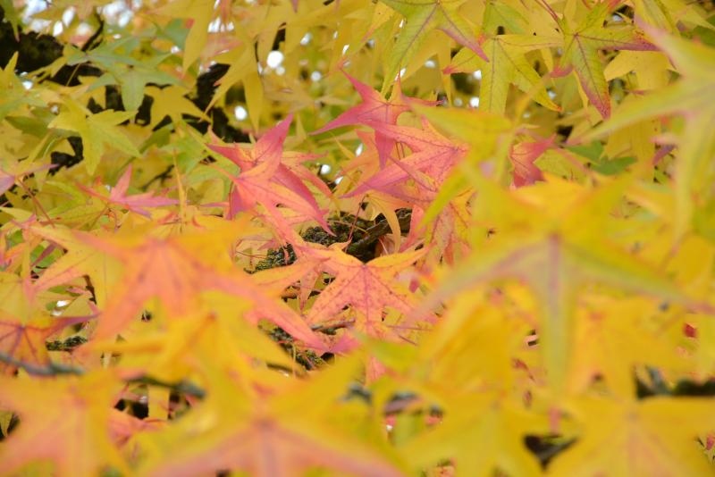 Prekrasne boje bjelovarske jeseni, Photo: Damir Špehar/PIXSELL