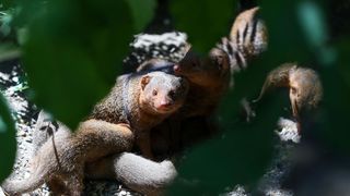 Mladunci patuljastog mungosa novi su stanovnici Zoološkog vrta Mladunci patuljastog mungosa novi su stanovnici Zoološkog vrta