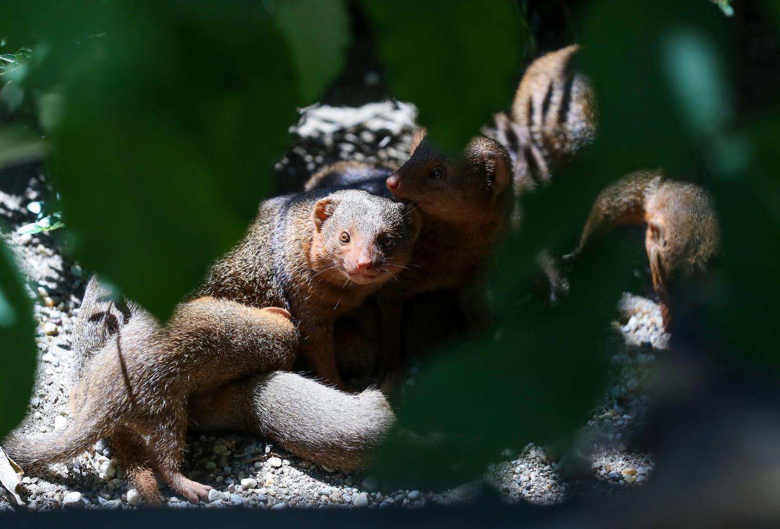Mladunci patuljastog mungosa novi su stanovnici Zoološkog vrta Mladunci patuljastog mungosa novi su stanovnici Zoološkog vrta