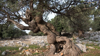 Berba maslina u Lunu, foto: V. Pesic