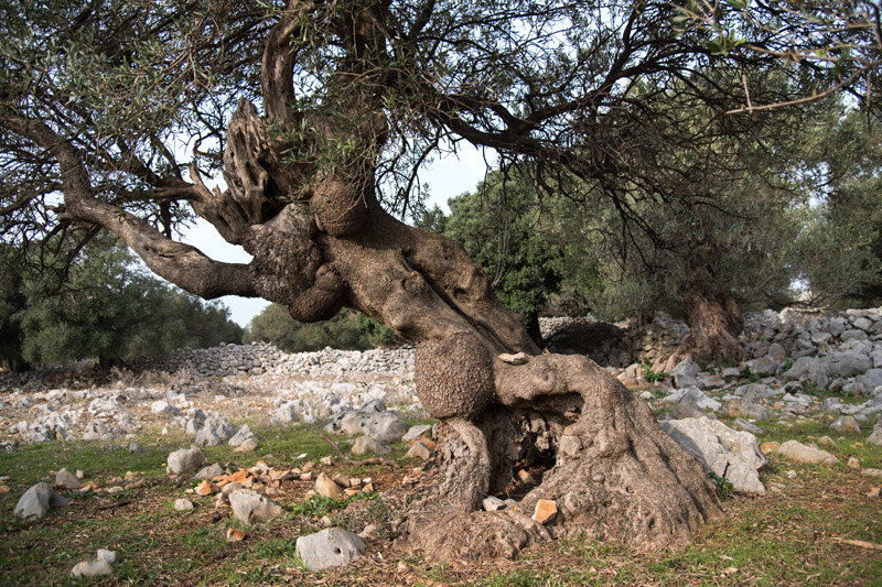Berba maslina u Lunu, foto: V. Pesic