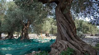 Berba maslina u Lunu, foto: V. Pesic