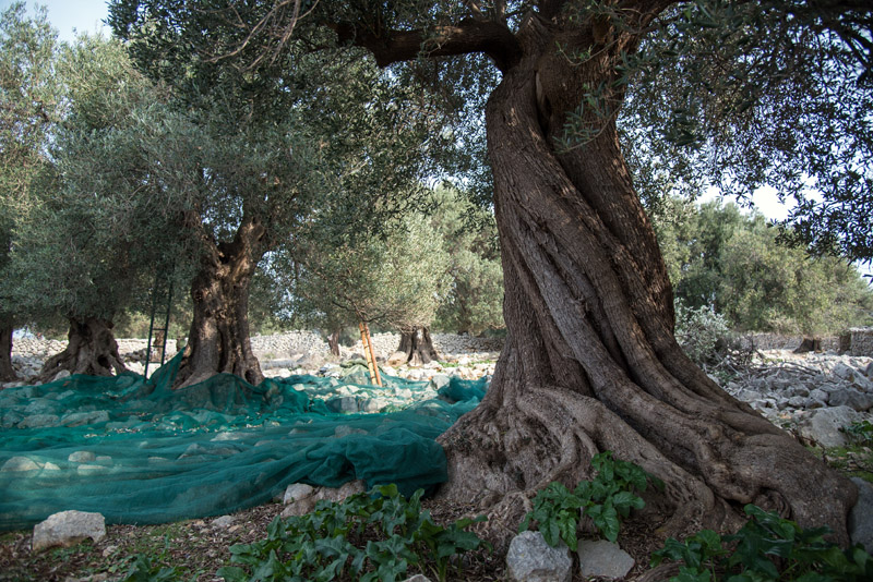 Berba maslina u Lunu, foto: V. Pesic