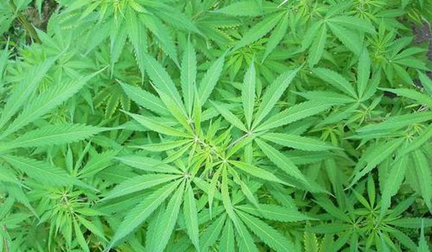 Konoplja, foto: www.agroklub.com