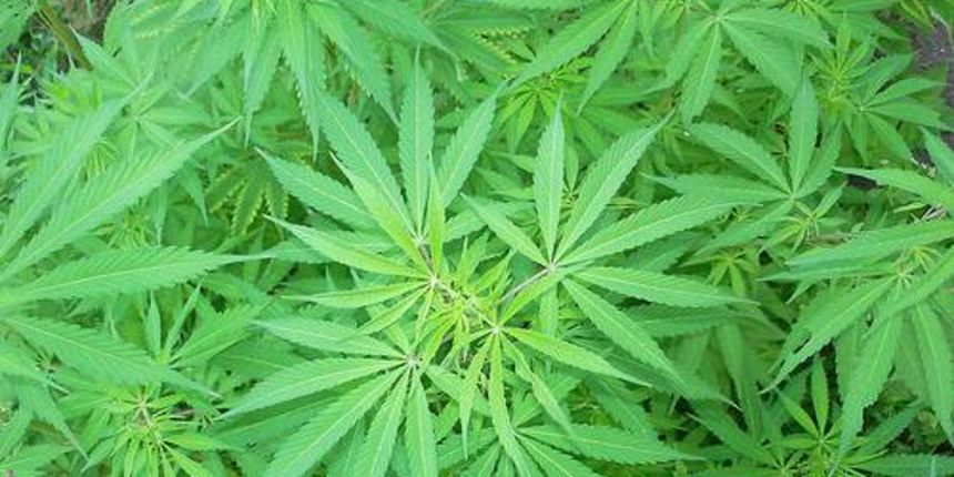 Konoplja, foto: www.agroklub.com Konoplja, foto: www.agroklub.com