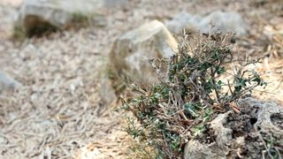 Lun: u posjeti tisućljetnom masliniku, Foto: Luka Stanzl/PIXSELL Lun: u posjeti tisućljetnom masliniku, Foto: Luka Stanzl/PIXSELL