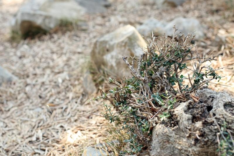 Lun: u posjeti tisućljetnom masliniku, Foto: Luka Stanzl/PIXSELL Lun: u posjeti tisućljetnom masliniku, Foto: Luka Stanzl/PIXSELL