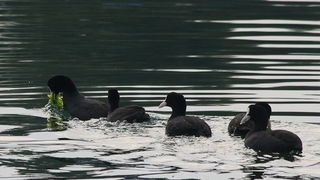 Liske u uvali Bregdetti