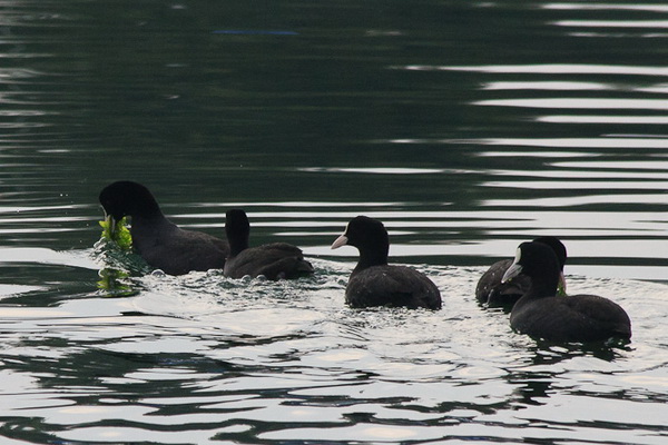 Liske u uvali Bregdetti