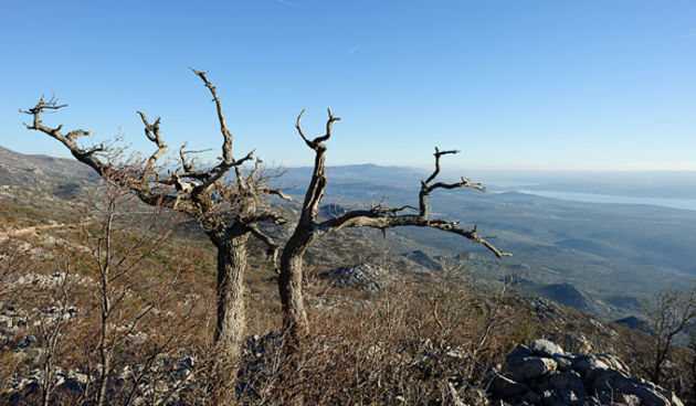 Image 928763 (auto)
