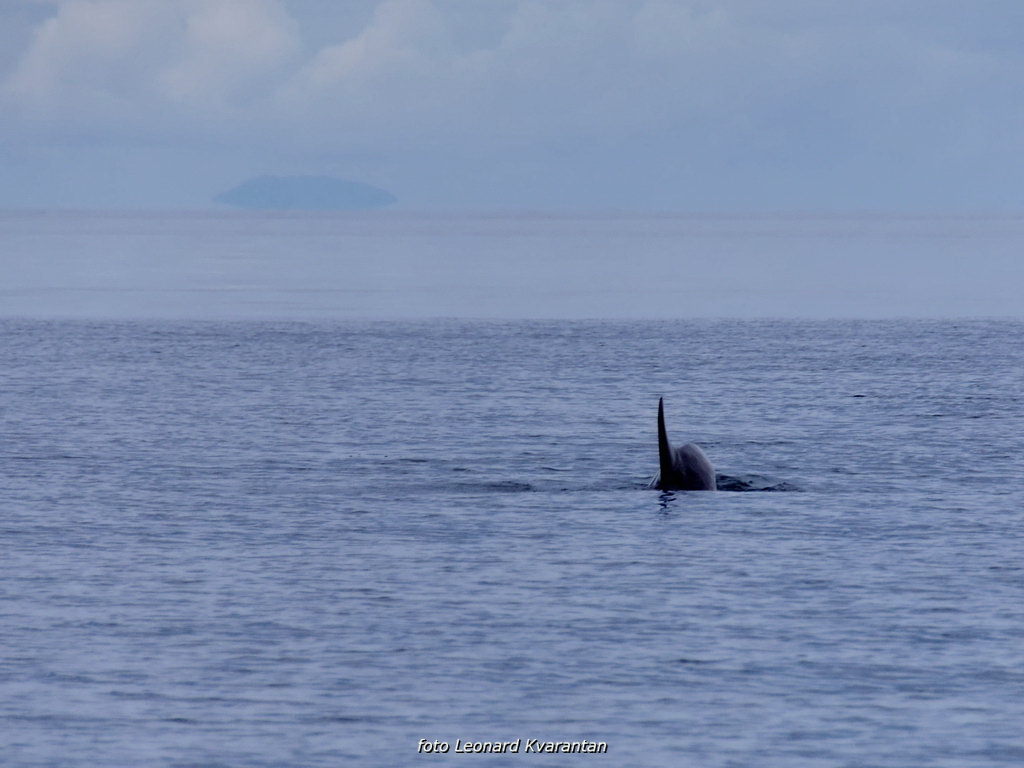 Image 441271 (auto) Image 441271 (auto)