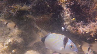 OLYMPUS DIGITAL CAMERA OLYMPUS DIGITAL CAMERA