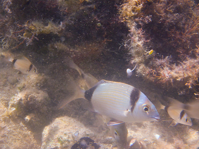 OLYMPUS DIGITAL CAMERA OLYMPUS DIGITAL CAMERA