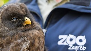 Rastopit će vam srce: Ozlijeđene sove na oporavku u zagrebačkom Zološkom vrtu