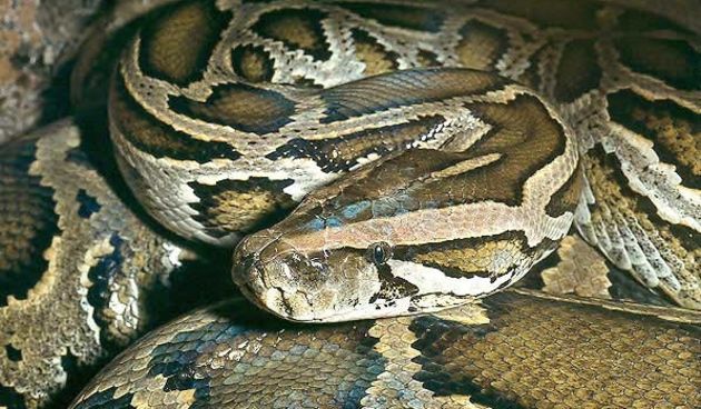 Piton (Foto: naturephoto-cz.com)