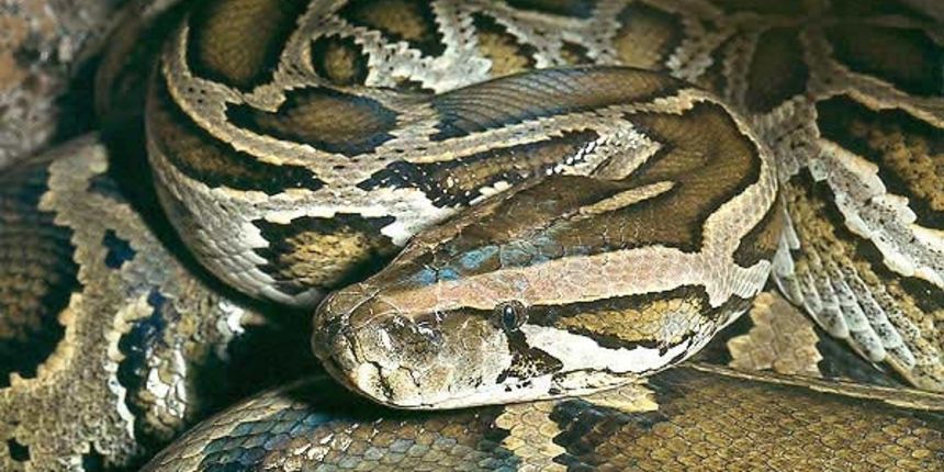 Piton (Foto: naturephoto-cz.com) Piton (Foto: naturephoto-cz.com)