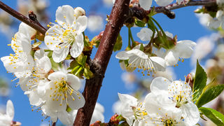 Stabla maraske oblače cvijetno ruho Stabla maraske oblače cvijetno ruho