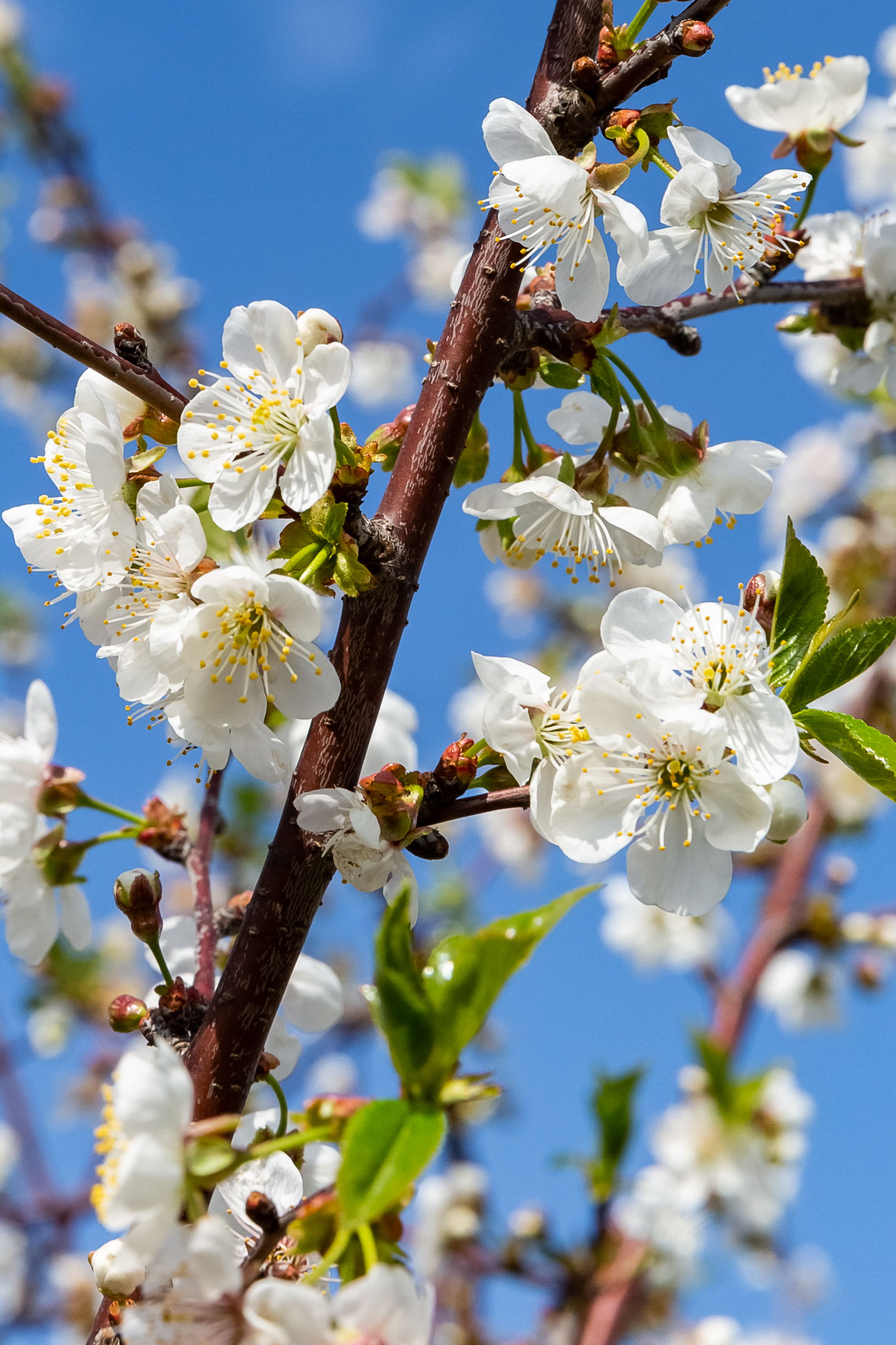 Stabla maraske oblače cvijetno ruho Stabla maraske oblače cvijetno ruho