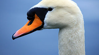 Bled i Bledsko jezero Bled i Bledsko jezero