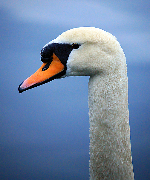 Bled i Bledsko jezero Bled i Bledsko jezero