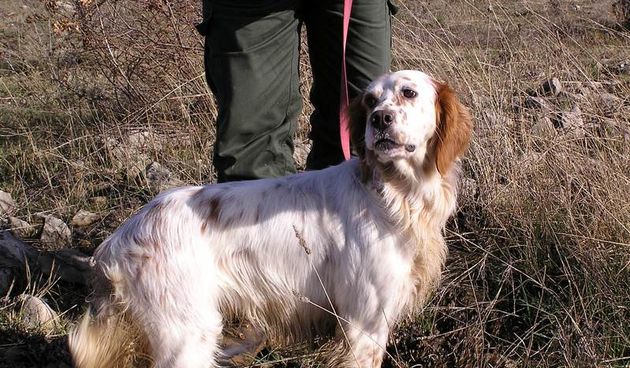 Međunarodna utakmica pasa ptičara (Foto: J. Prskalo)