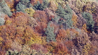 Varazdin, 301010.
Na podrucju brdovitog dijela opcine Vinice, koja je udaljena petnaest-ak kilometara od Varazdina ovih dana se moze vidjeti predivan spektar boja koje su nam dostupne samo nekoliko dana u godini.
Naime, pocetak opadanja lisca s drveca i p Varazdin, 301010.
Na podrucju brdovitog dijela opcine Vinice, koja je udaljena petnaest-ak kilometara od Varazdina ovih dana se moze vidjeti predivan spektar boja koje su nam dostupne samo nekoliko dana u godini.
Naime, pocetak opadanja lisca s drveca i p