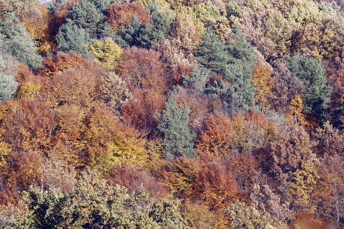 Varazdin, 301010.
Na podrucju brdovitog dijela opcine Vinice, koja je udaljena petnaest-ak kilometara od Varazdina ovih dana se moze vidjeti predivan spektar boja koje su nam dostupne samo nekoliko dana u godini.
Naime, pocetak opadanja lisca s drveca i p Varazdin, 301010.
Na podrucju brdovitog dijela opcine Vinice, koja je udaljena petnaest-ak kilometara od Varazdina ovih dana se moze vidjeti predivan spektar boja koje su nam dostupne samo nekoliko dana u godini.
Naime, pocetak opadanja lisca s drveca i p