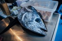 Tuna, Sushi & Wine Festival 2026. Tuna, Sushi & Wine Festival 2026.