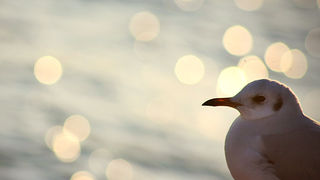 Zadarski let galebova (foto:Saša Čuka)