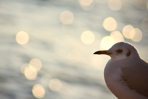 Zadarski let galebova (foto:Saša Čuka)