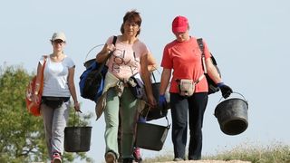 Drniš: Berba grožđa sa više od milijun čokota vinove loze, Photo: Duško Jaramaz/PIXSELL