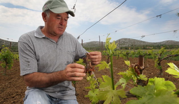 Zadar, 130511. Dubravko Brkovic iz Banjevaca ove ce godine zbog stete od slane koja je poharala Banjvacko polje prije 10-ak dana imati 80 % manji urod grozdja. Danas je zupan zadarske zupanije Stipe Zrilic proglasio elementarnu nepogodu za taj dio zupanij