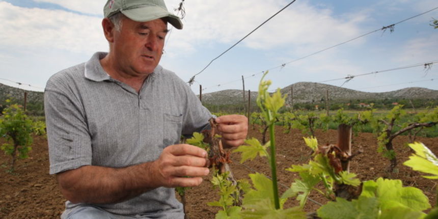 Zadar, 130511. Dubravko Brkovic iz Banjevaca ove ce godine zbog stete od slane koja je poharala Banjvacko polje prije 10-ak dana imati 80 % manji urod grozdja. Danas je zupan zadarske zupanije Stipe Zrilic proglasio elementarnu nepogodu za taj dio zupanij