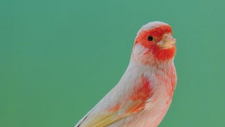 Pobjednici 33. Ornitoloskog prvenstva Hrvatske, Foto: Ivan Dilber Pobjednici 33. Ornitoloskog prvenstva Hrvatske, Foto: Ivan Dilber