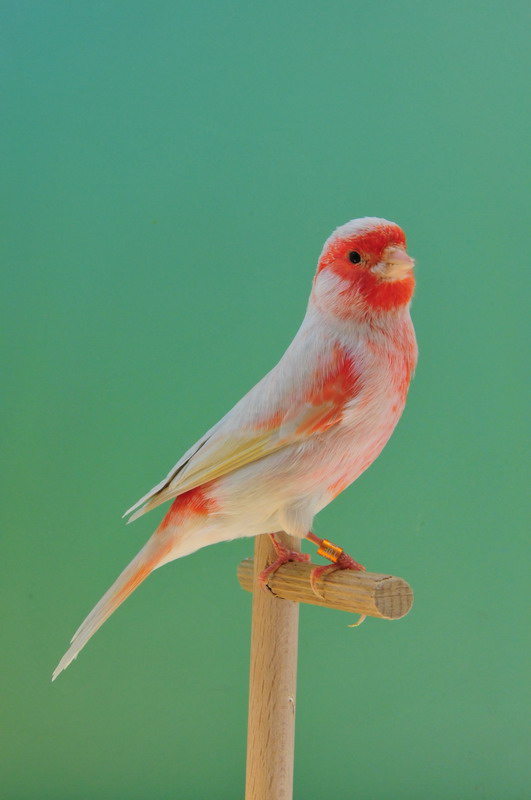 Pobjednici 33. Ornitoloskog prvenstva Hrvatske, Foto: Ivan Dilber Pobjednici 33. Ornitoloskog prvenstva Hrvatske, Foto: Ivan Dilber