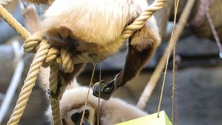 Gibon Kent odabrao pobjednika utakmice Hrvatska – Maroko