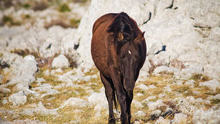 Đir do Libinja 9. travnja 2012. (foto:Saša Čuka) Đir do Libinja 9. travnja 2012. (foto:Saša Čuka)
