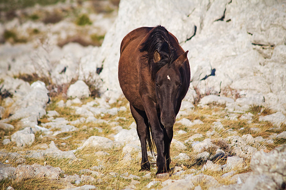 Đir do Libinja 9. travnja 2012. (foto:Saša Čuka) Đir do Libinja 9. travnja 2012. (foto:Saša Čuka)