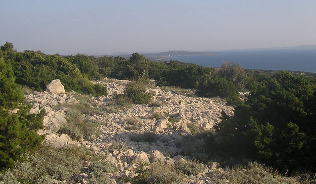 Sobina se širi paškim kamenjarom (Foto: Josip Portada)