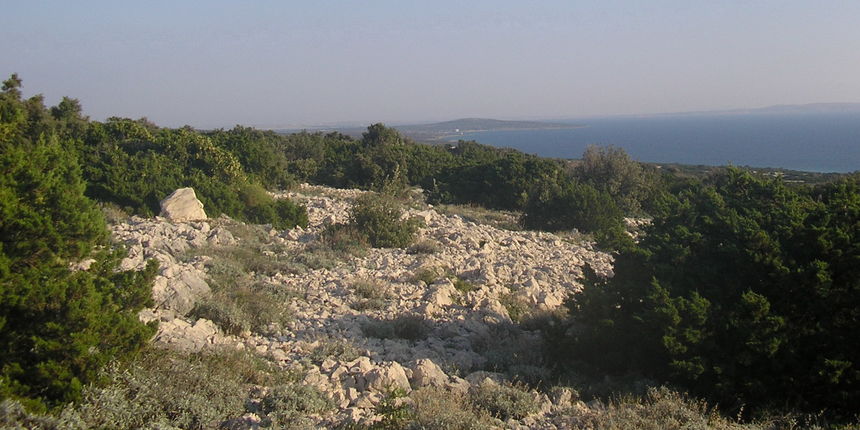 Sobina se širi paškim kamenjarom (Foto: Josip Portada) Sobina se širi paškim kamenjarom (Foto: Josip Portada)