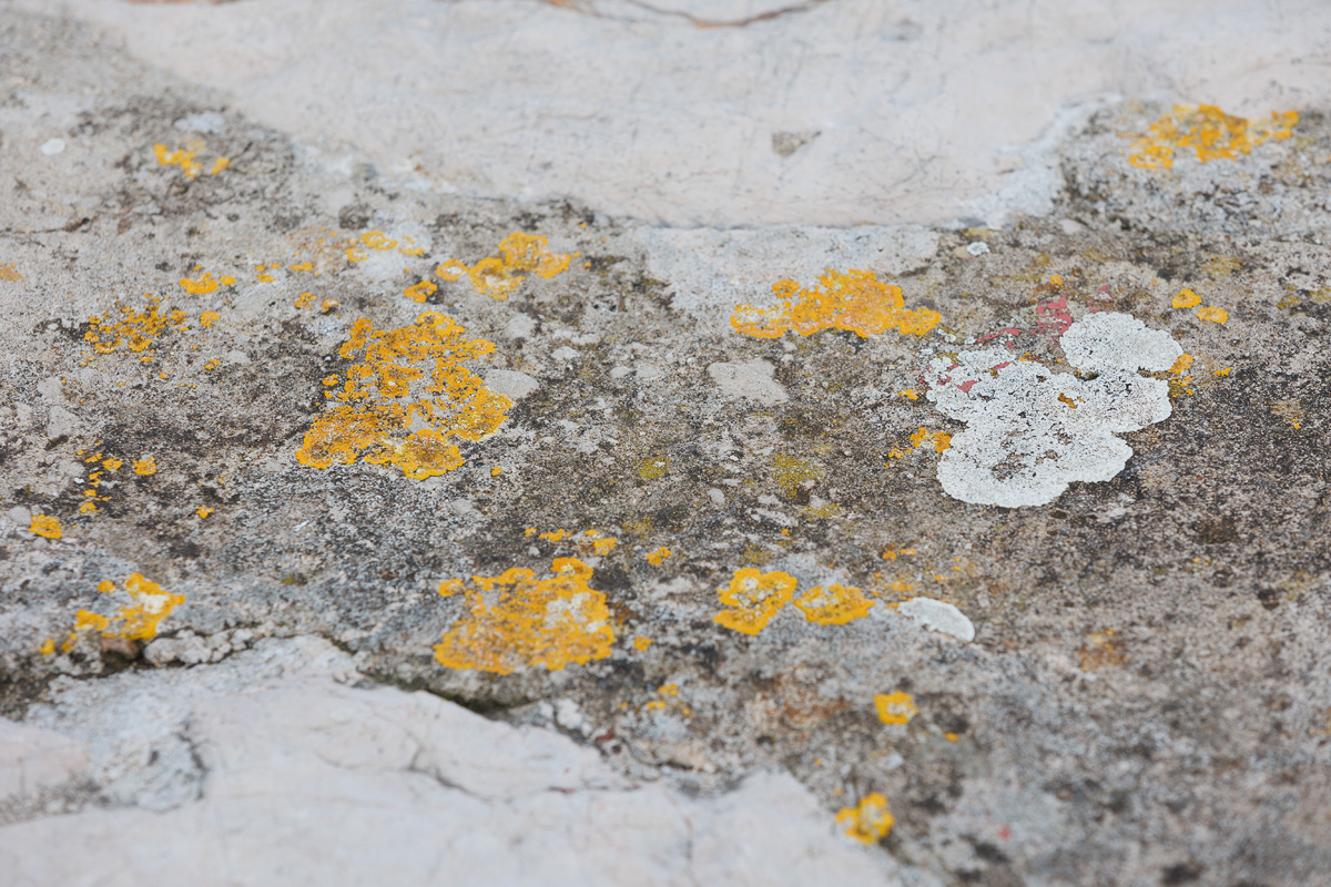 Đir po gradu, 29. siječnja 2025.