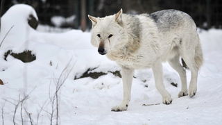Zagreb, 100212. 
Osim sto je zabijelio grad, snijeg je prekrio i nastambe zivotinja u Zooloskom vrtu. Neke su dobro prihvatile hladnije uvjete, dok su se druge skrivale u svojim zidanim nastambama.
Na slici: vuk
Foto: Boris Kovacev / CROPIX
