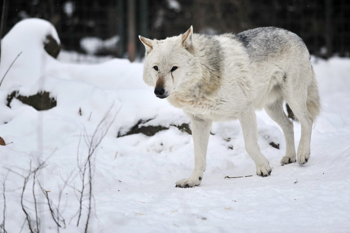 Zagreb, 100212. 
Osim sto je zabijelio grad, snijeg je prekrio i nastambe zivotinja u Zooloskom vrtu. Neke su dobro prihvatile hladnije uvjete, dok su se druge skrivale u svojim zidanim nastambama.
Na slici: vuk
Foto: Boris Kovacev / CROPIX