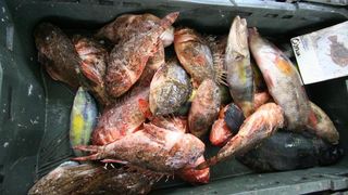 Škrpuni 50 kn/kg