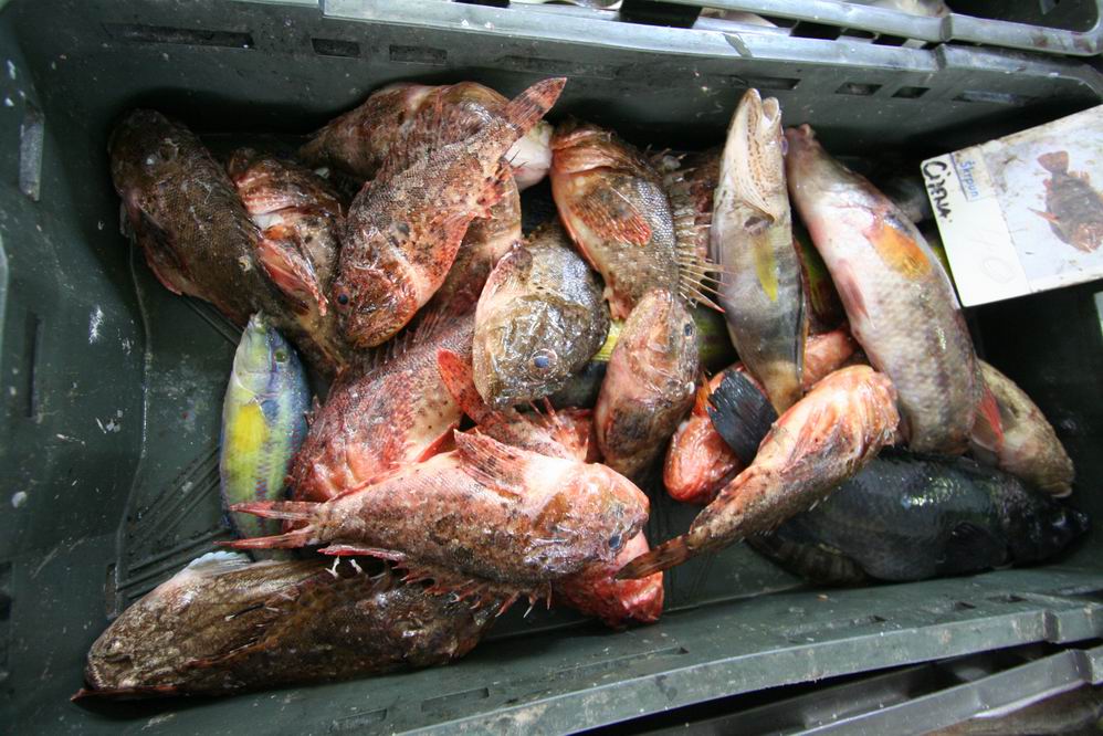 Škrpuni 50 kn/kg